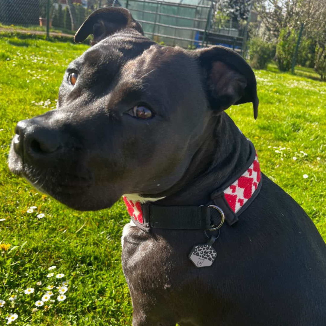 silikon hundemarke wild leo