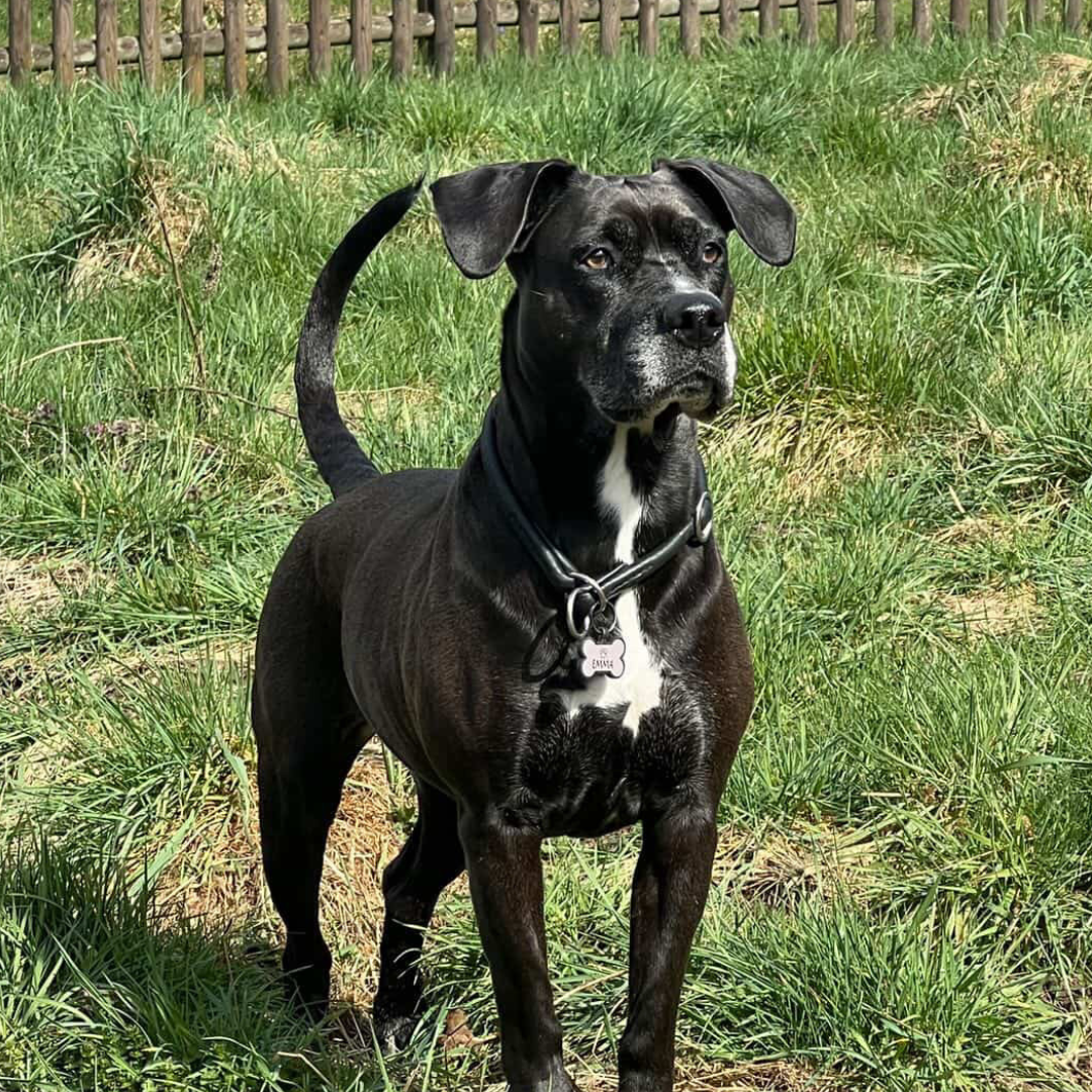 silikon hundemarke bone
