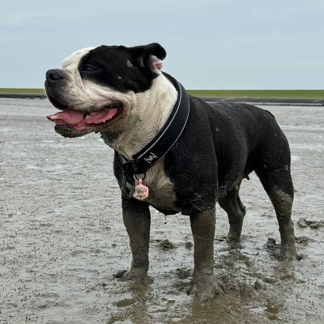silikon hundemarke heart