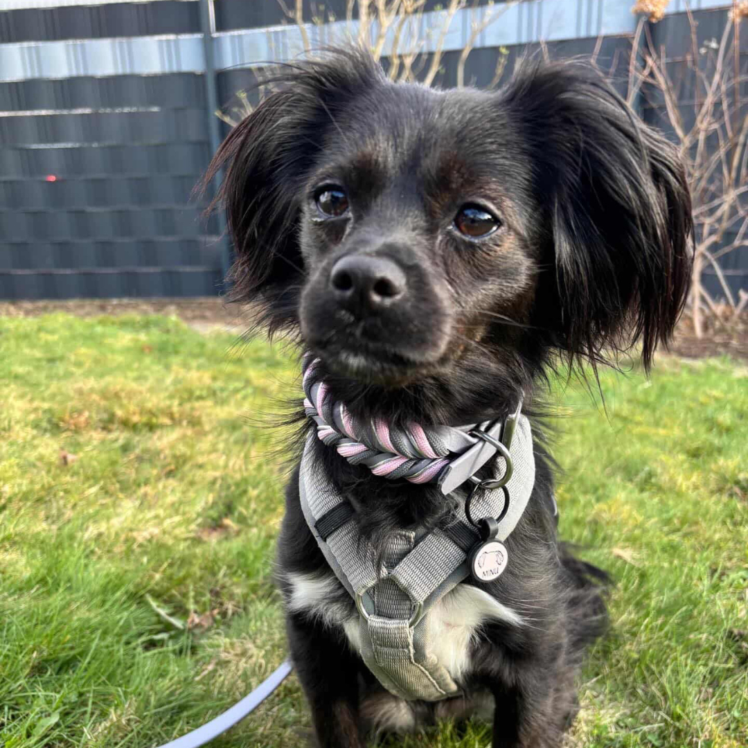 silikon hundemarke round MINI