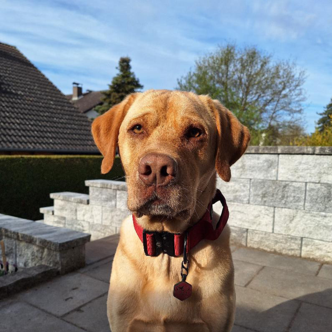 silikon hundemarke hexagon fall/winter
