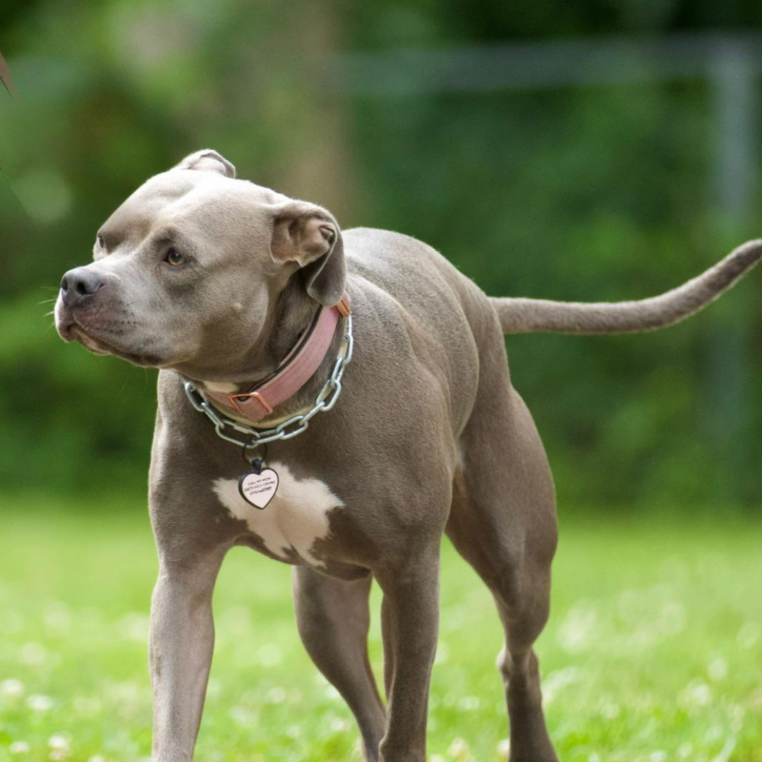 silikon hundemarke heart
