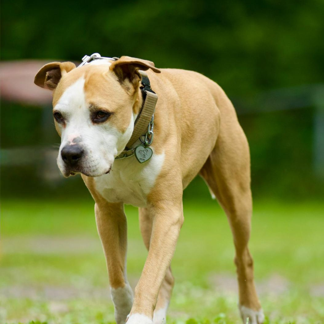 silikon hundemarke heart