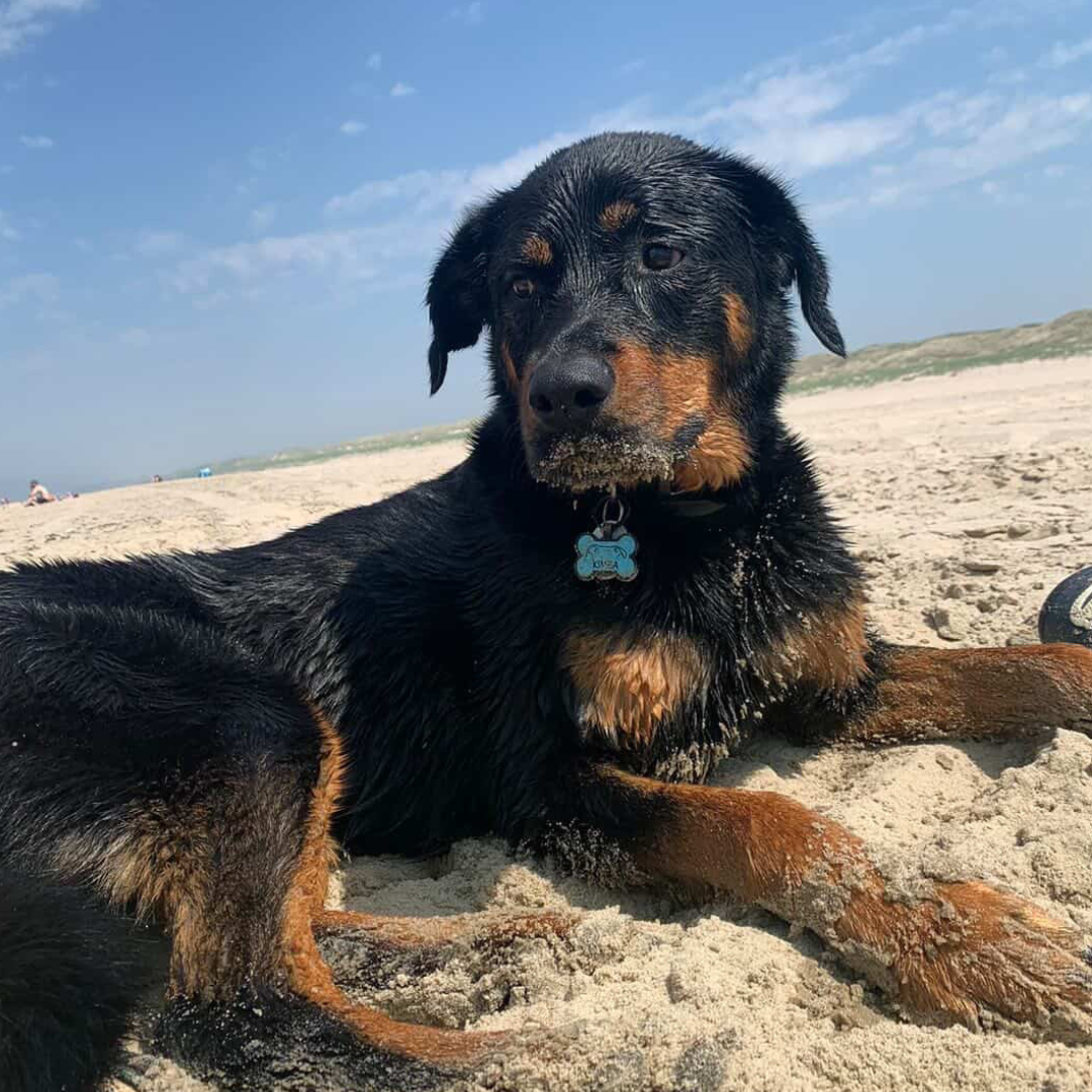 silikon hundemarke bone