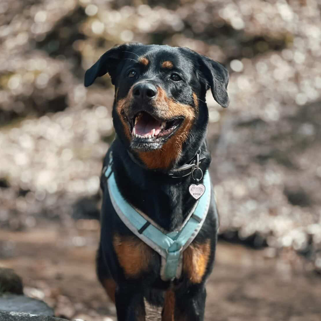 silikon hundemarke heart
