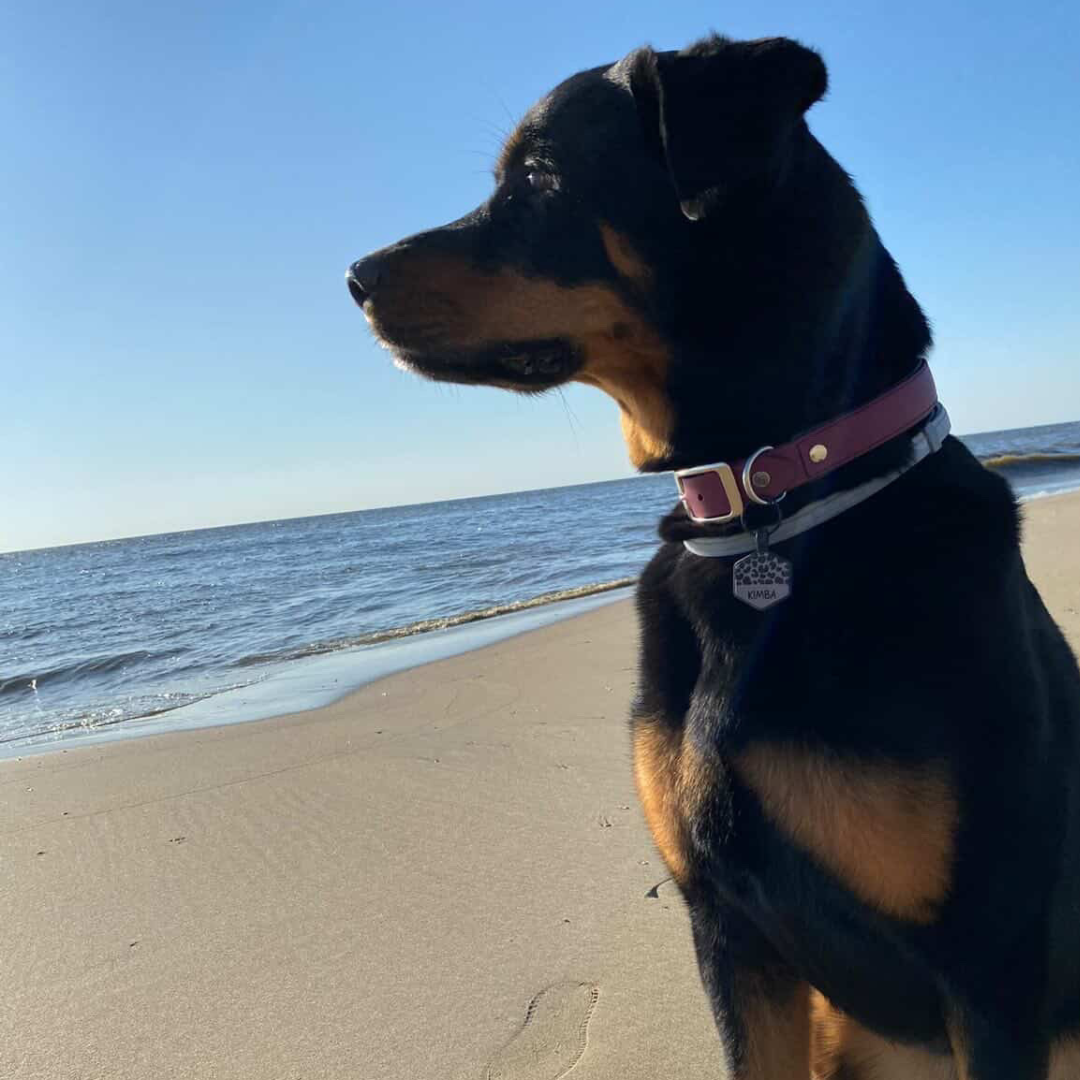 silikon hundemarke wild leo