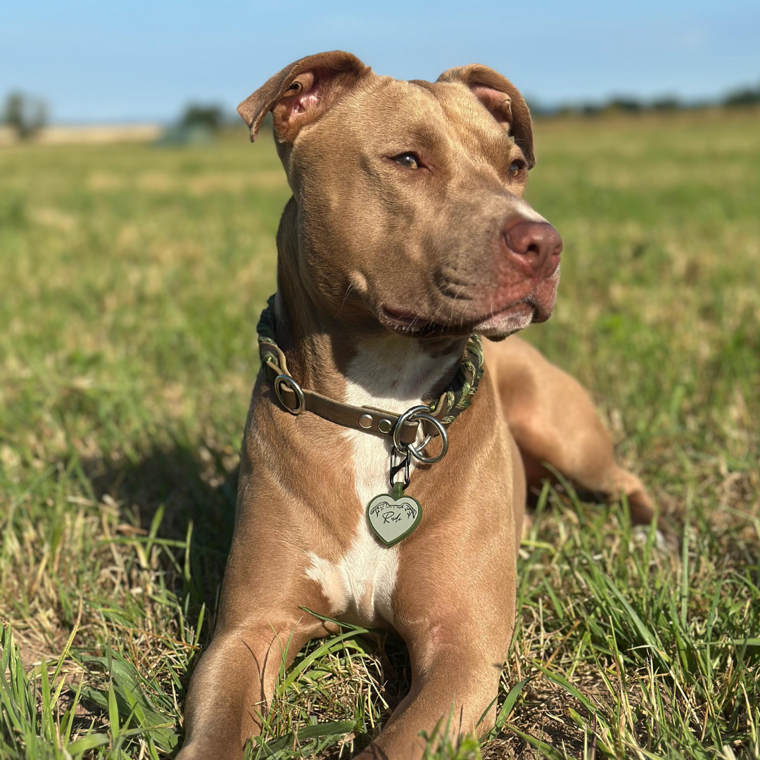 silikon hundemarke heart
