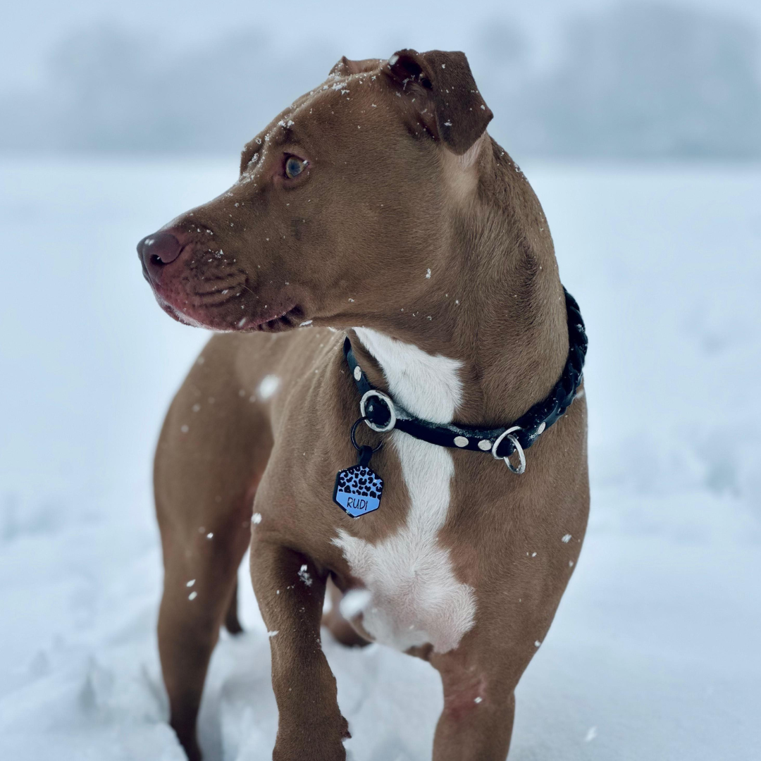 silikon hundemarke wild leo