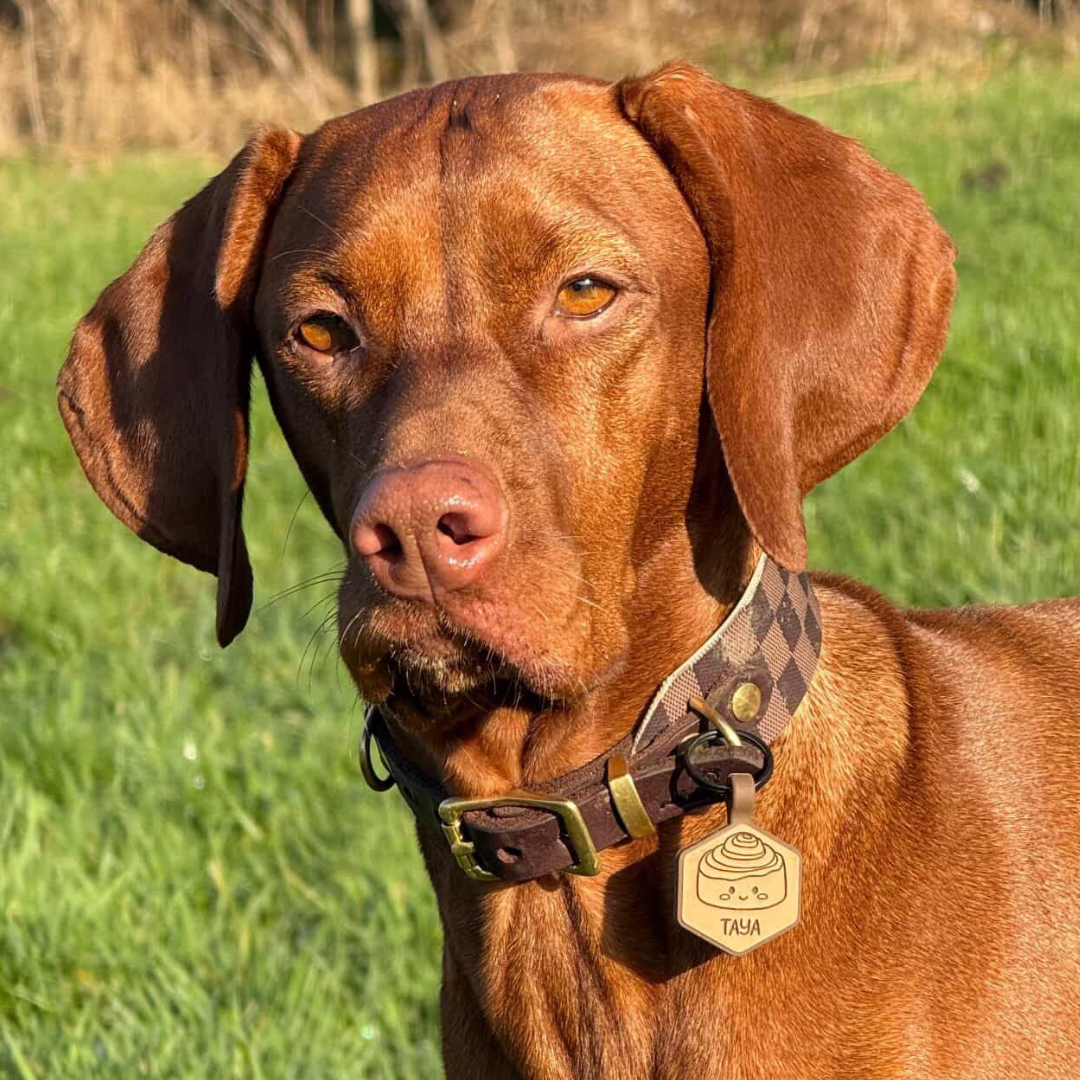 silikon hundemarke hexagon fall/winter