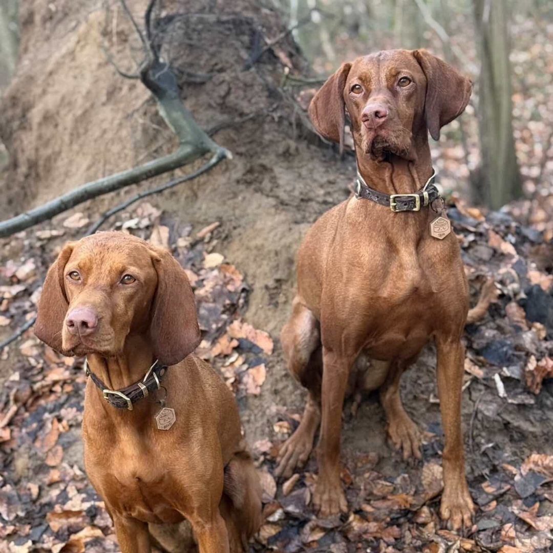silikon hundemarke hexagon fall/winter