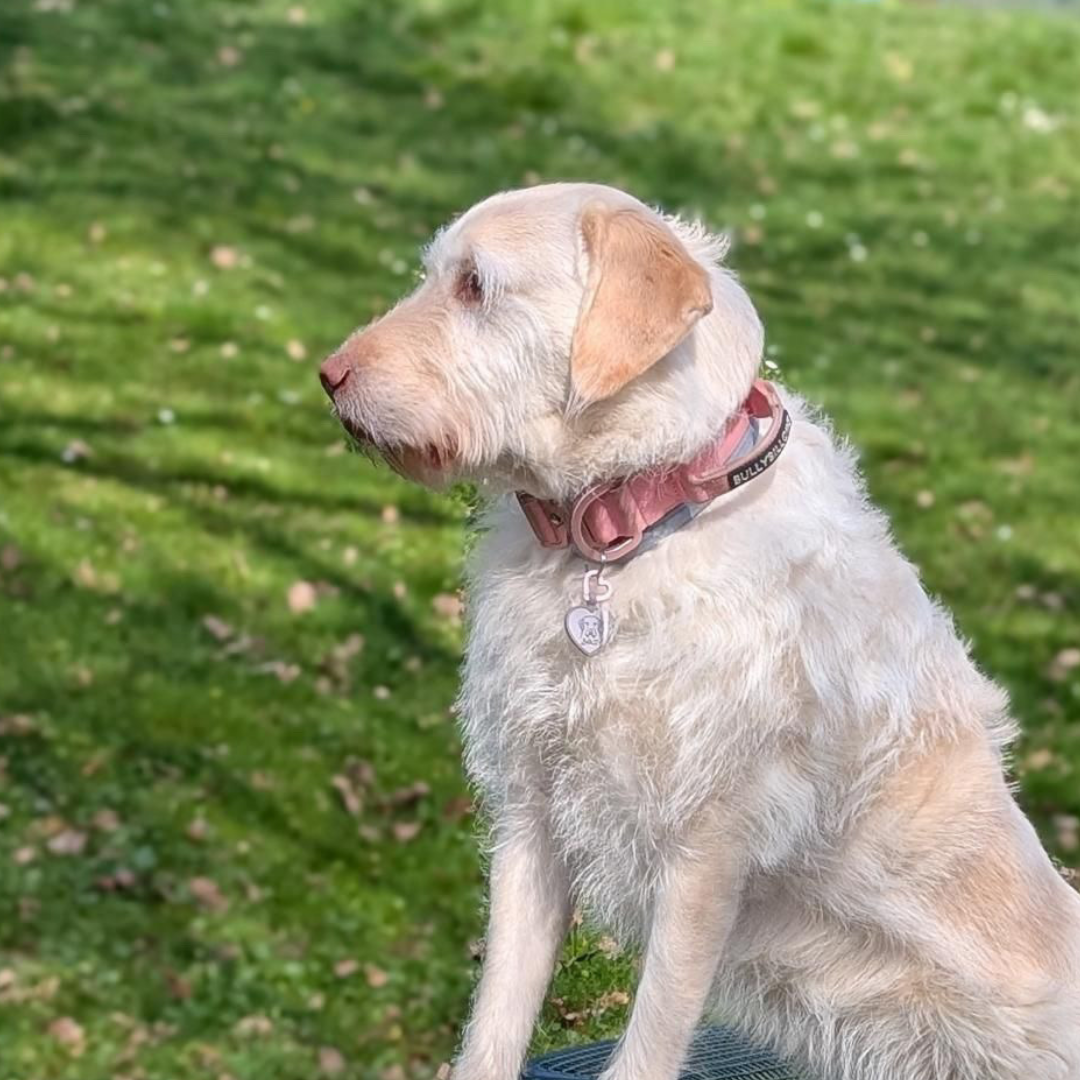 silikon hundemarke heart