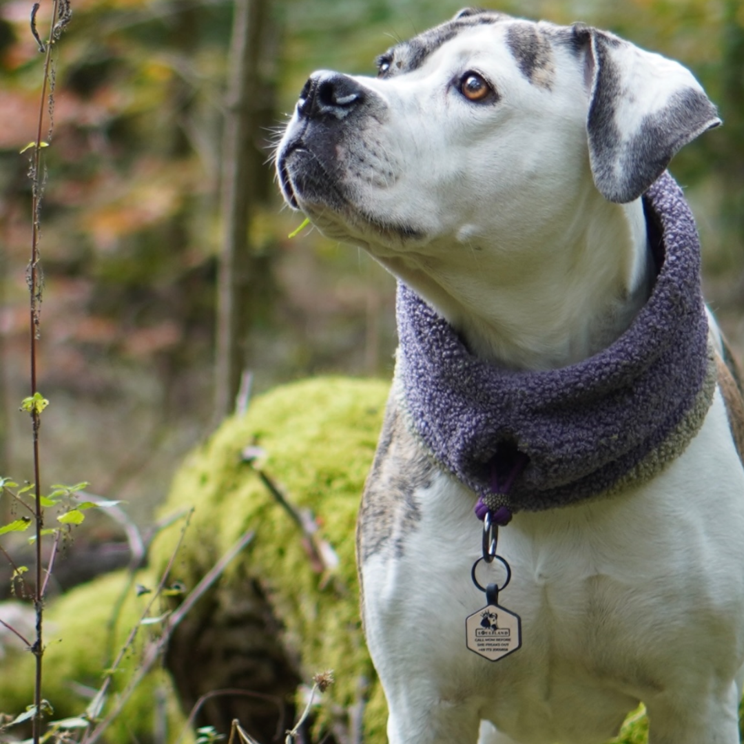 silikon hundemarke wild leo