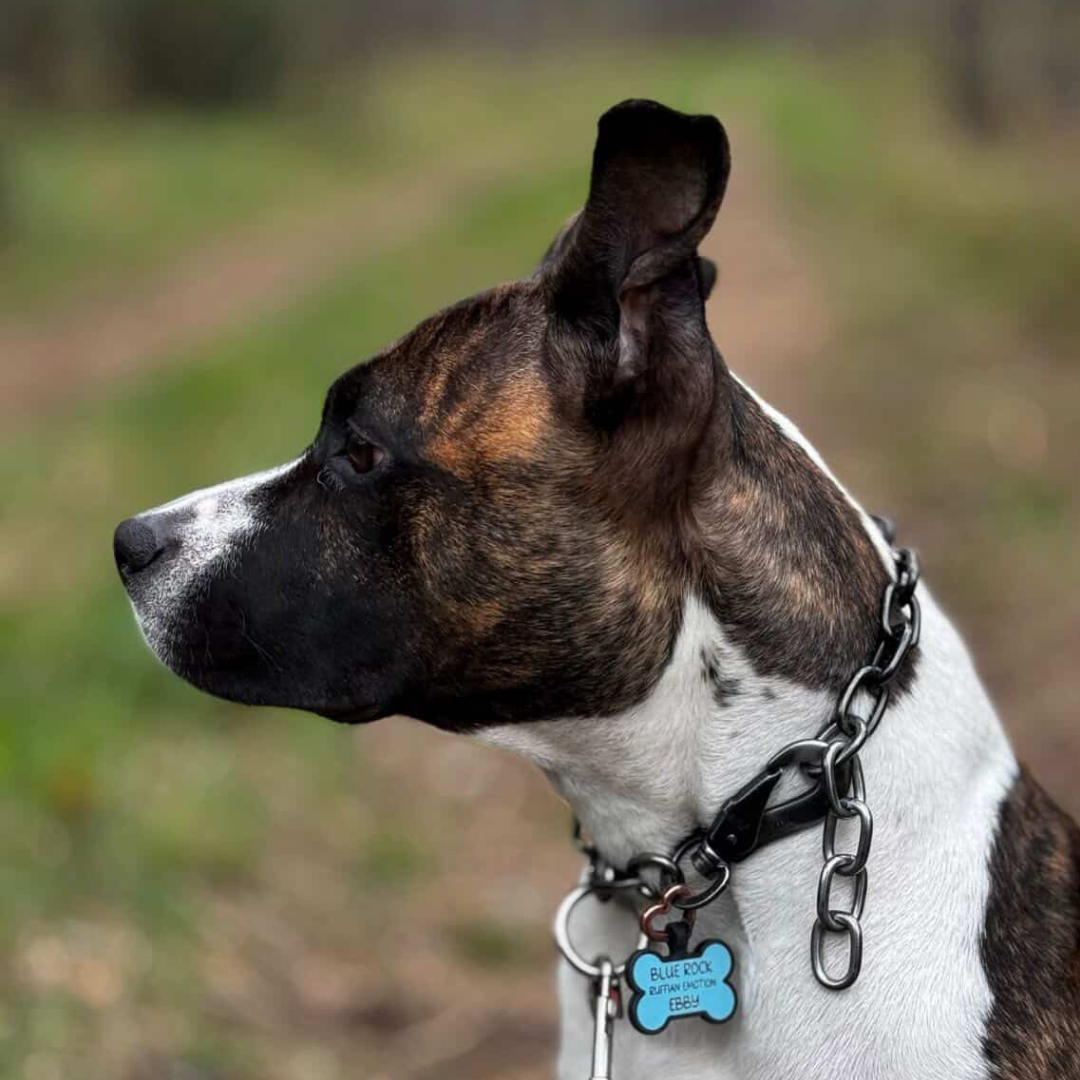 silikon hundemarke bone