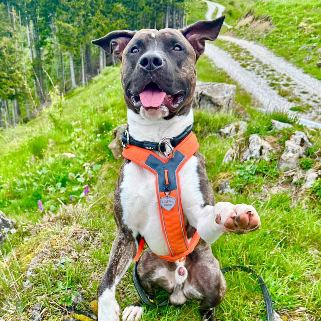 silikon hundemarke heart