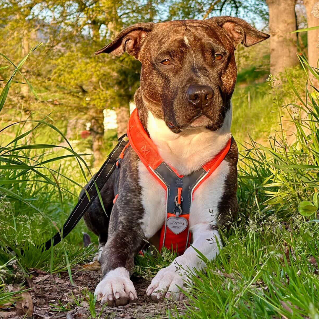 silikon hundemarke heart