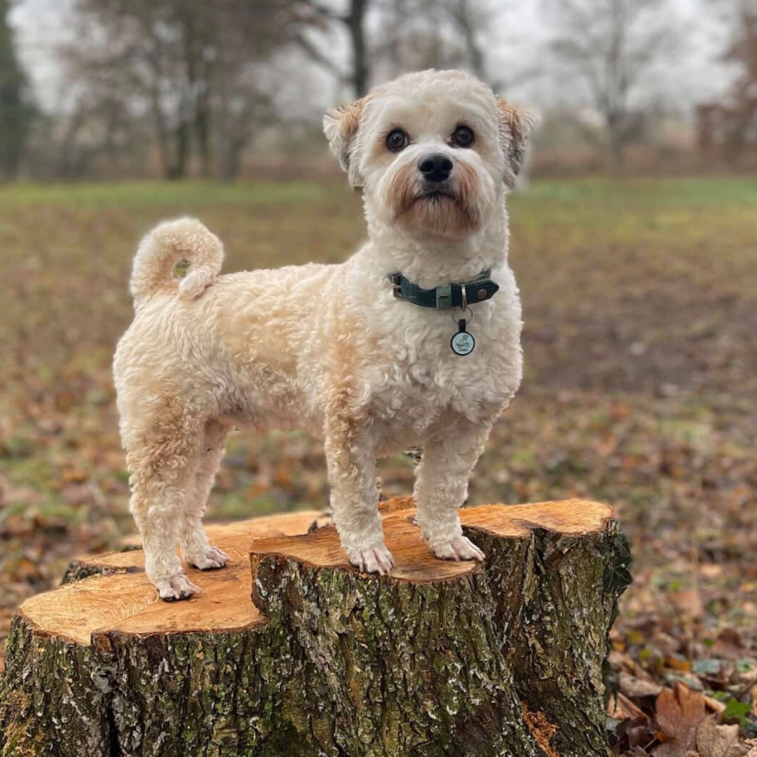 silikon hundemarke round MINI
