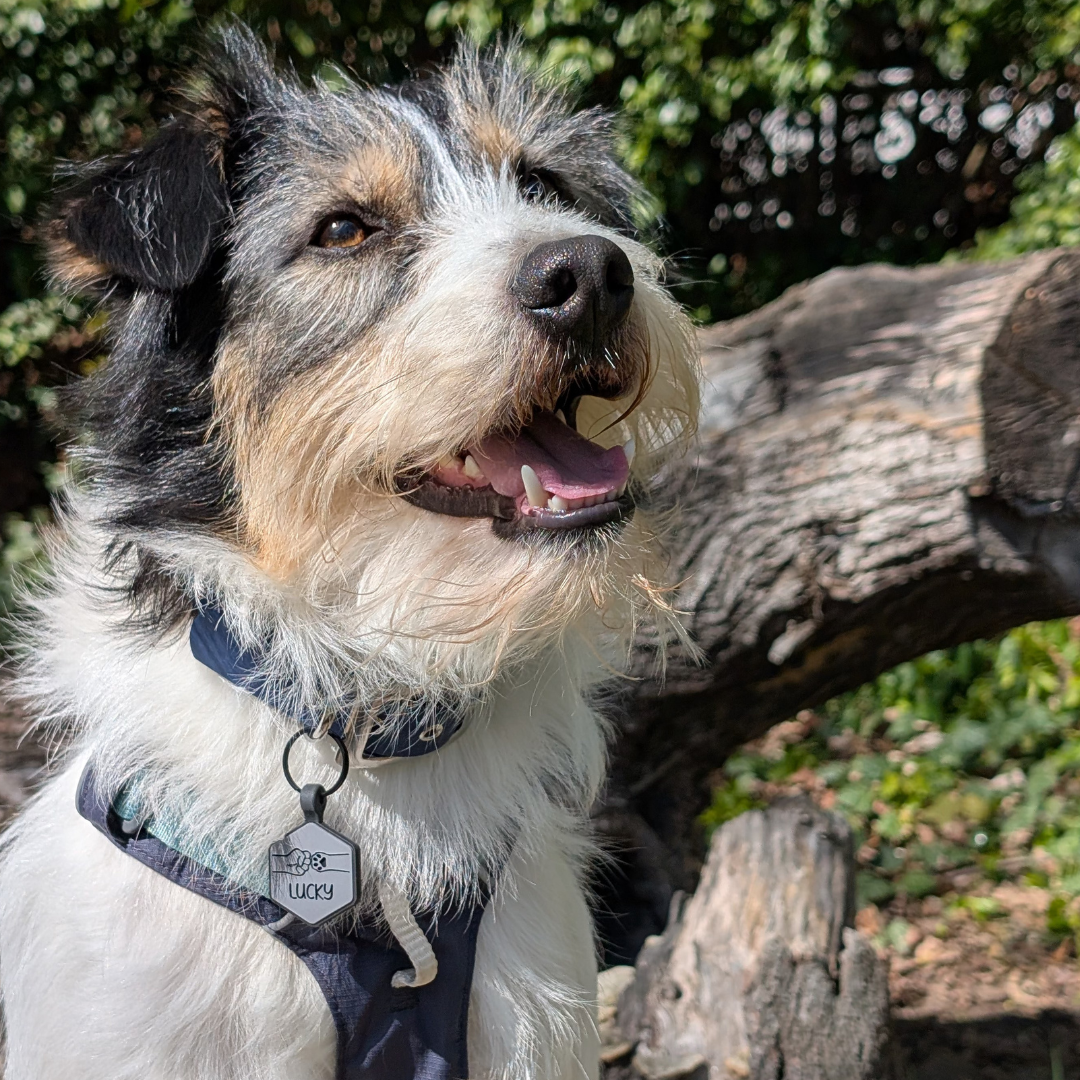 silikon hundemarke hexagon fall/winter