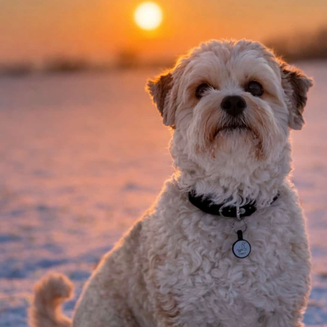 silikon hundemarke round MINI