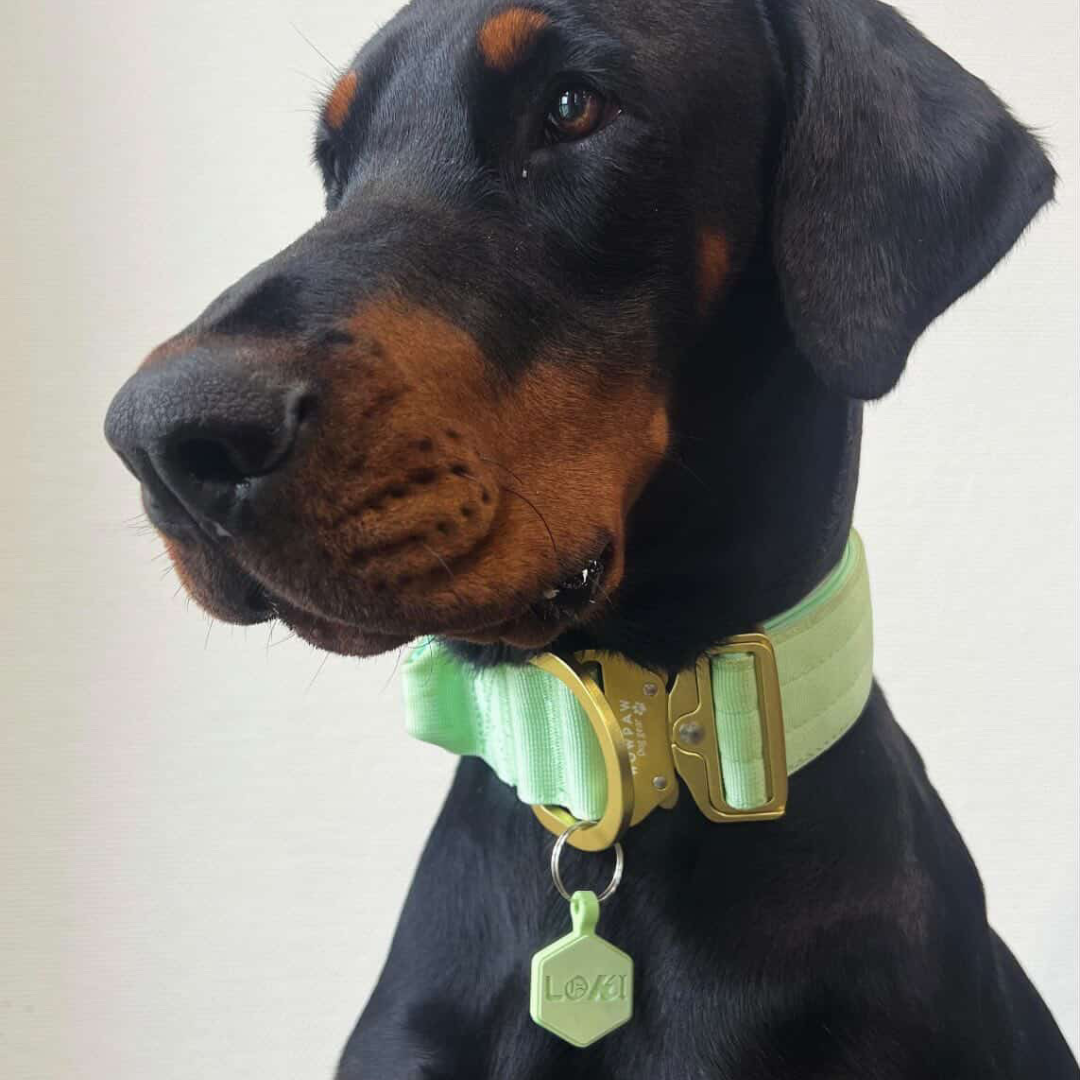 silikon hundemarke pastel
