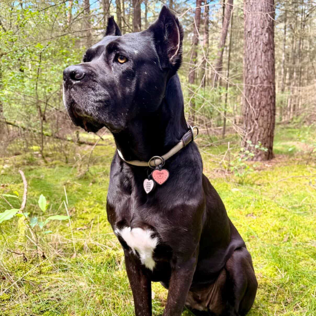 silikon hundemarke heart